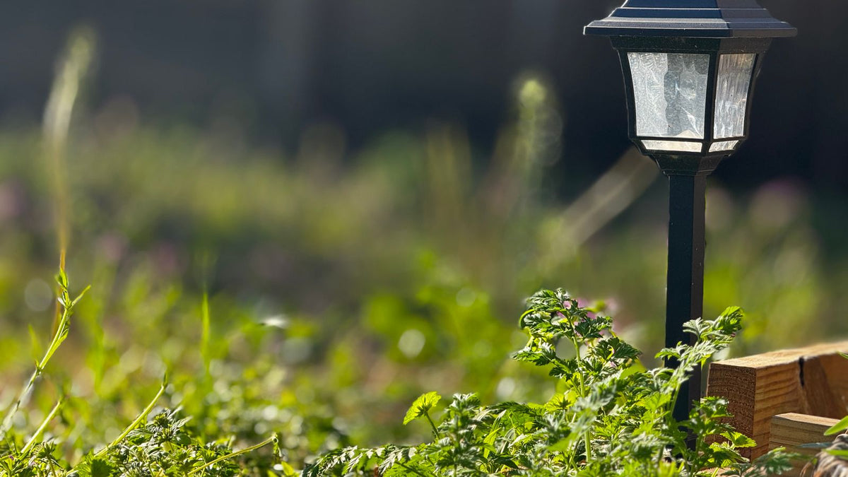 Lampe de jardin solaire au milieu d'une verdure luxuriante