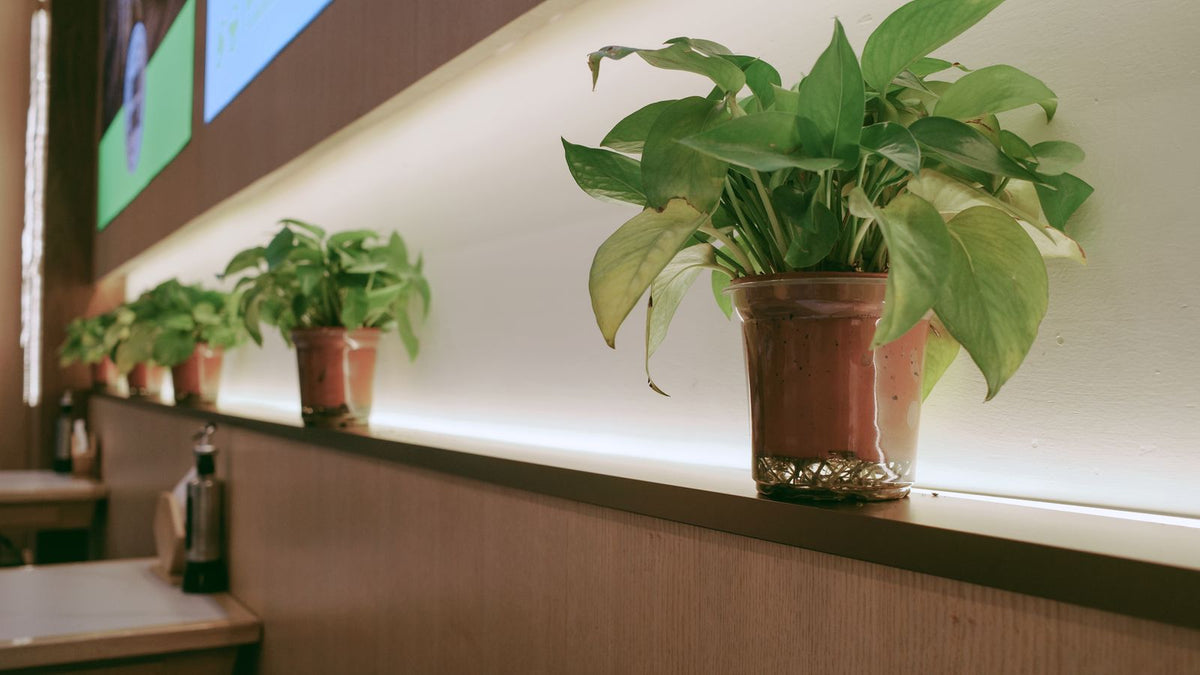 Niche murale éclairée mettant en valeur une plante et la matière du mur