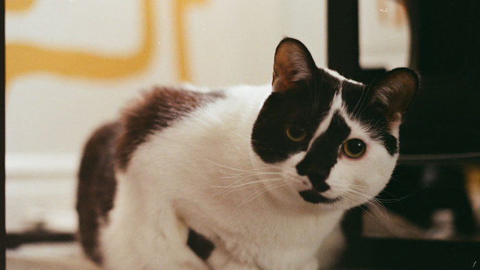 Lights and pets: cats, dogs, birds, lighting without risk
